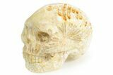 1.5" Polished Indonesian Fossil Coral Skulls - Photo 4